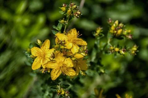 Saint John's wort flowers Stock Photos