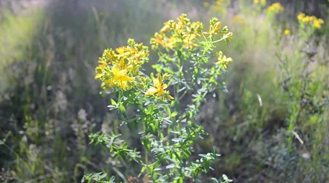Saint John's wort (hypericum), tutsan, goatweed closeup, medicinal plant. Video stock 52604172