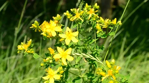 Saint-John's-wort in a meadow Video stock 62829621
