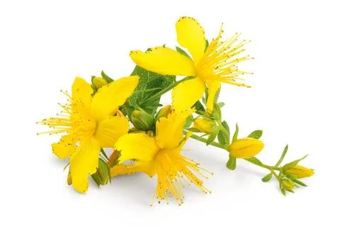 Saint john's wort or Hypericum flowers isolated on white background Stock Photos