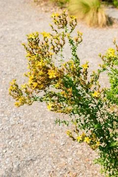 Saint Johns wort or Hypericum Perforatum plant in Zurich in Switzerland 6.8.. Stock Photos