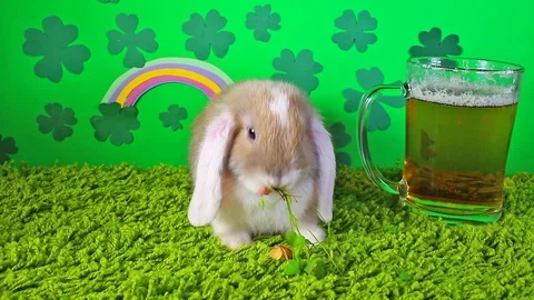 Saint Patrick day diy clover green background rabbit pet animal concept Stock Footage 97654354