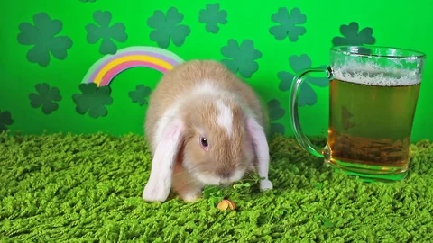Saint Patrick day diy clover green background rabbit pet animal concept Video stock 97654687