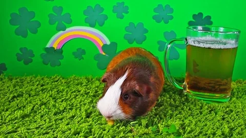 Saint Patrick day diy clover green background rabbit pet animal concept Stock Footage 97655417