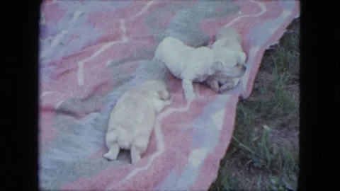 SAINT PAUL MINNESOTA-1963: Five Tiny Newborn Puppies And Their Mother On A Beach Video stock 123809138