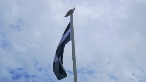 Saint Piran flag blowing in wind Cornwall  with seagull in background 2 Stock Footage 210328873