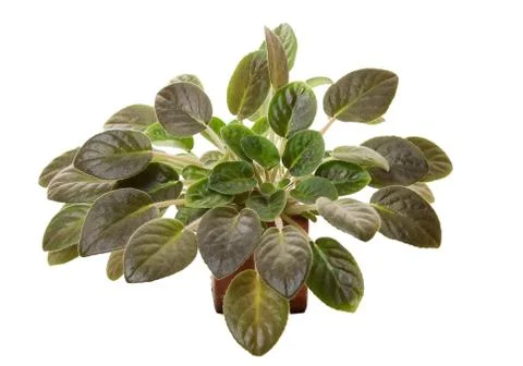 Saintpaulia Foto stock