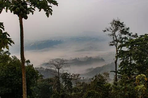 Sajek forest blending with low clouds Stock Photos