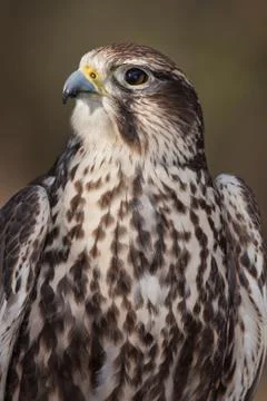 Sakar Falcon Stock Photos