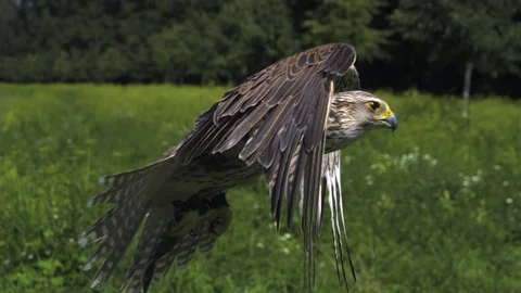 Saker falcon flying. Falco cherrug falconry. Ultra slow motion hispeed  2000fps. Stock Footage