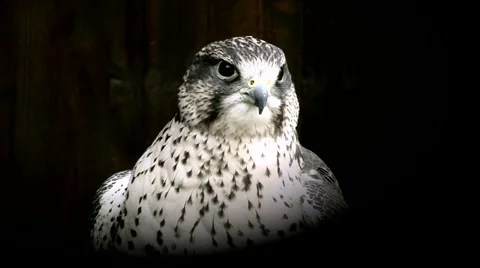 Saker Falcon Stock Footage 941468