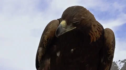 Saker Falcon HD Stock Footage 21900354