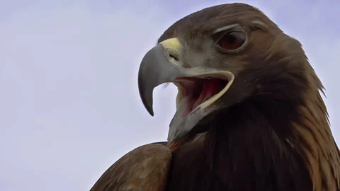 Saker Falcon Head 4K TZ Stock Footage 274151398