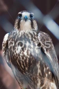 Saker falcon Stock Photos