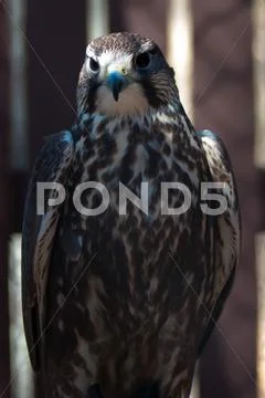 Saker falcon Stock Photos