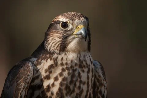Saker Falcon Stock Photos