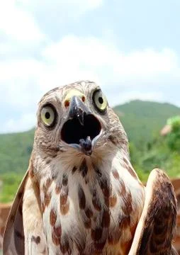 SAKER FALCON Stock Photos