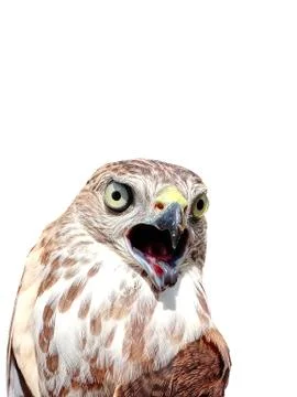 SAKER  FALCON Stock Photos