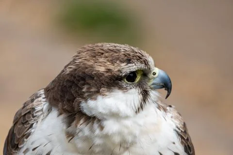 Saker Falcon Portrait Stock Photos