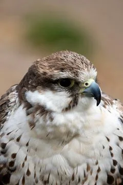 Saker Falcon Portrait Stock Photos