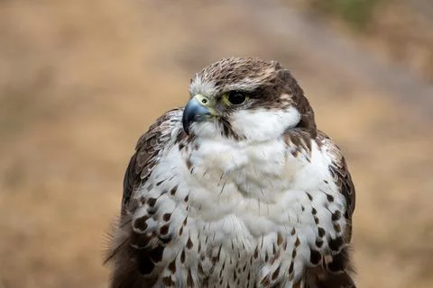 Saker Falcon Portrait Stock Photos