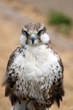 Saker Falcon Portrait Fotos Stock