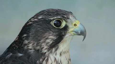 Saker Falcon in a zoo. Stock Footage 55715845