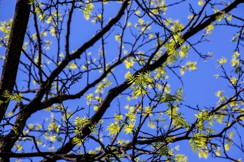 Sakhalin Cork Tree Spring Canopy with Fresh Emerging Foliage Fotos Stock