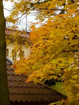 Sakhalin Fall Stock Photos