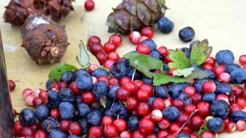 Sakhalin Fall Stock Photos