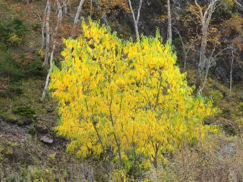 Sakhalin Fall Stock Photos