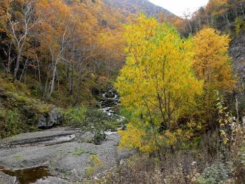 Sakhalin Fall Stock Photos