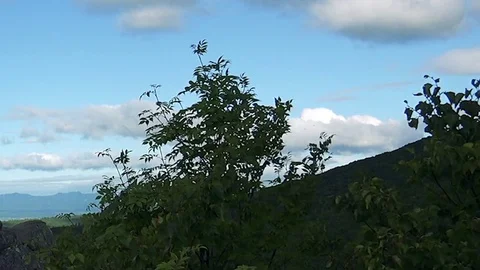 In the Sakhalin forests Stock Footage 73834317