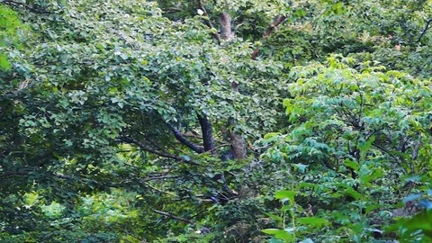 In the Sakhalin forests Stock Footage 73834322