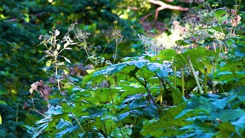 In the Sakhalin forests Stock Footage 73834409