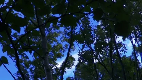 In the Sakhalin forests Stock Footage 73834421