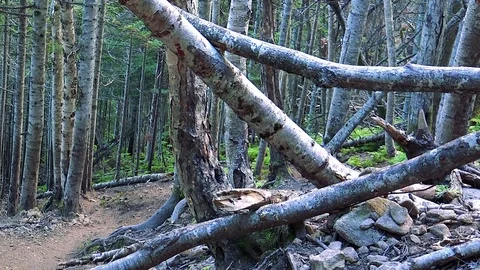 In the Sakhalin forests Stock Footage 73834762