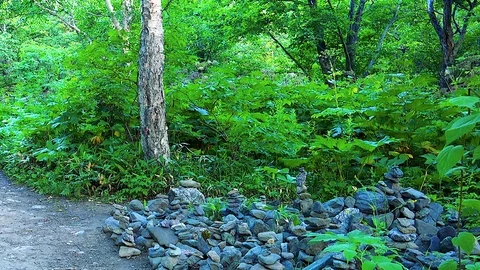 In the Sakhalin forests Stock Footage 73834769