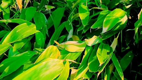 In the Sakhalin forests Stock Footage 73854040