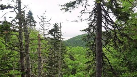 In the Sakhalin forests Stock Footage 73871887