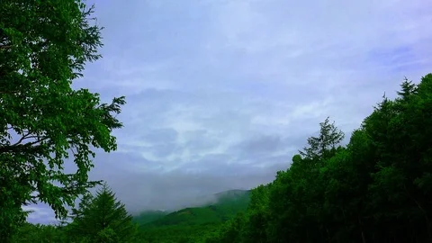 In the Sakhalin forests Stock Footage 75394100