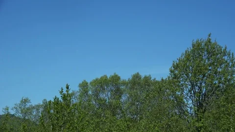 In the Sakhalin forests Stock Footage 75394125