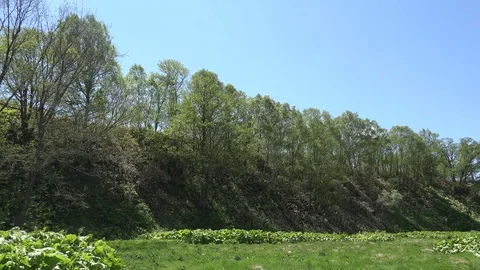 In the Sakhalin forests Stock Footage 75394215