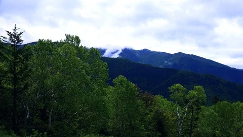 In the Sakhalin forests Stock Footage 114248023