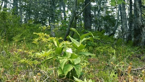 In the Sakhalin forests Stock Footage 114248064