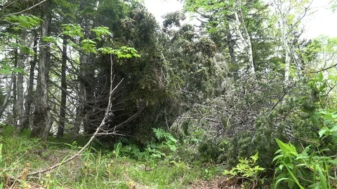 In the Sakhalin forests Stock Footage 114248111