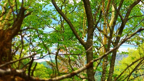 In the Sakhalin forests Stock Footage 114248178