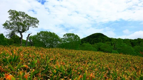 In the Sakhalin forests Stock Footage 114248191