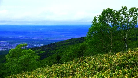 In the Sakhalin forests Stock Footage 114248214
