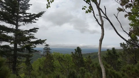 In the Sakhalin forests Stock Footage 114248252